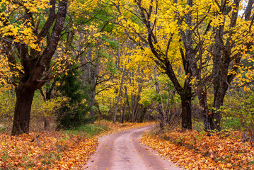 Puszcza Knyszyńska, Polska złota jesień, Podlasie, Polska © podlaski49