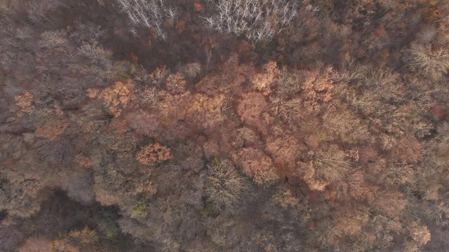 Static view from the drone to the tops of yellow trees in autumn. Top down view on a picturesque landscape of deciduous trees