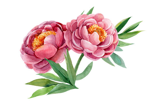 peonies, wedding bouquet, watercolor botanical illustration