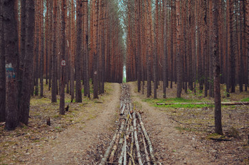 road in the forest