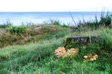 Baumstumpf mit Pilzen