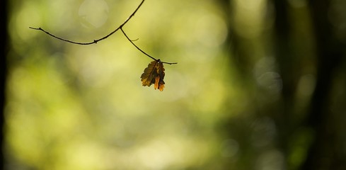 Feuilles mortes