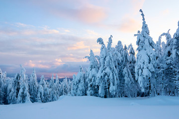 Winter rime and snow covered fir trees branches on mountainside on blue sky background on sunrise....