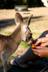 Hands feeding a kangaroo at a kangaroo sanctuary in eastern Australia