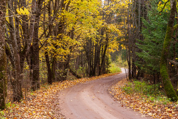 Puszcza Knyszyńska, Polska złota jesień, Podlasie, Polska © podlaski49