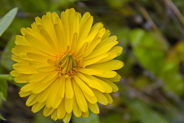 Gelbe Sternblume im Herbst einzeln fotografiert mit Schwachen Hintergrund.