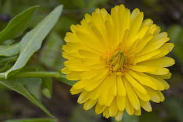 Gelbe Sternblume im Herbst einzeln fotografiert mit Schwachen Hintergrund.
