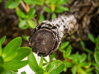 Dry cut texture wood in asia