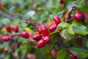 Kornelkirschen im Schwarzwald aus der nähe Fotografiert.