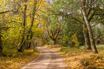 Puszcza Knyszyńska, Polska złota jesień, Podlasie, Polska © podlaski49
