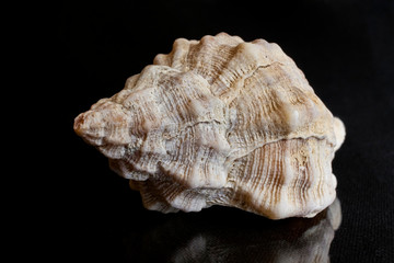 sea shell isolated on black background