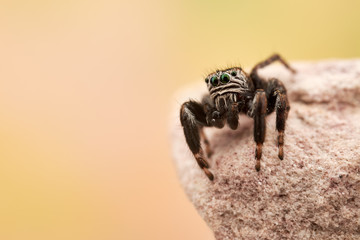 Evarcha arcuata is a species of jumping spiders with a palearctic distribution.
