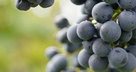 Fresh grapes in vineyard - Powered by Adobe