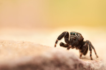Evarcha arcuata is a species of jumping spiders with a palearctic distribution.