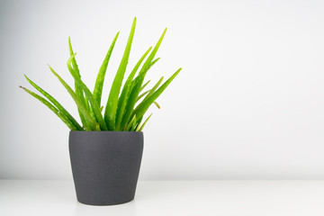 A lush green Aloe Vera Houseplant sat in a stylish grey plant pot situated to the left of a stark white background.