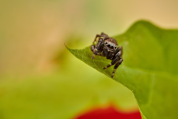 Evarcha arcuata is a species of jumping spiders with a palearctic distribution.