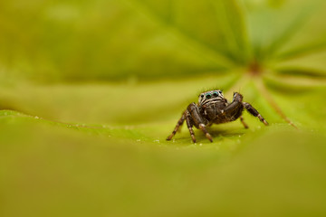 Evarcha arcuata is a species of jumping spiders with a palearctic distribution.