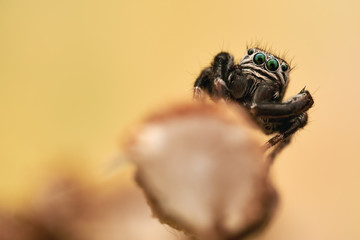 Evarcha arcuata is a species of jumping spiders with a palearctic distribution.
