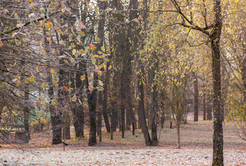 Autumn park with bright foliage and dark trunks of different trees in the fog, with the first frost on the grass, branches and leaves of trees.