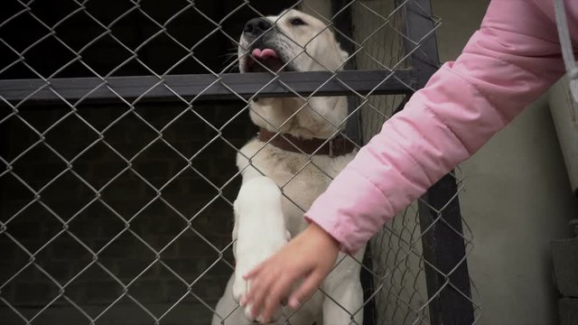 alabai in cage, alabai dog gives paw to people