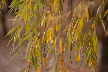 Slightly blurred autumn natural background of yellow and green willow leaves on thin branches.