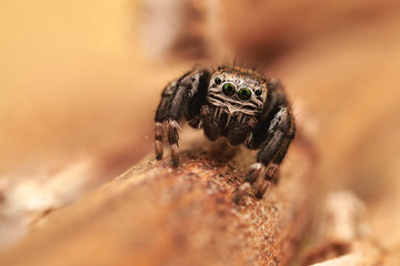 Evarcha arcuata is a species of jumping spiders with a palearctic distribution.