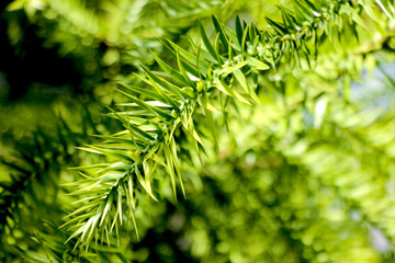 Also known as the monkey puzzle tree, monkey tail tree, or chilean pine.