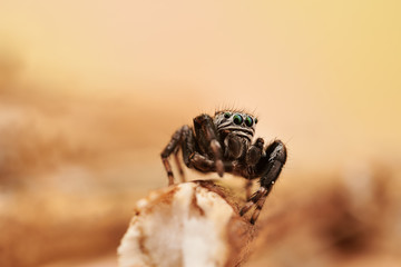 Evarcha arcuata is a species of jumping spiders with a palearctic distribution.
