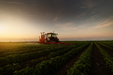 Tractor spraying soybean field in sunset.