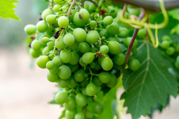 Grappe de raison sur vigne