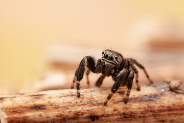 Evarcha arcuata is a species of jumping spiders with a palearctic distribution.