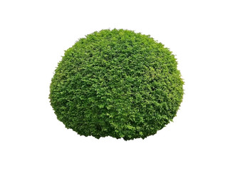 Shrubs for garden decoration. Orang Jessamine, China Box Tree, Andaman Satinwood isolated on white background.