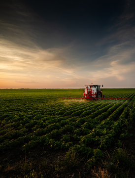 Fototapeta Tractor spraying soybean field in sunset.