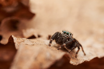 Evarcha arcuata is a species of jumping spiders with a palearctic distribution.