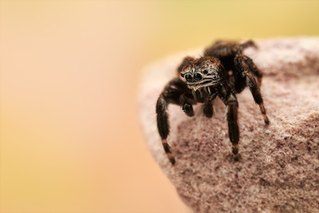 Evarcha arcuata is a species of jumping spiders with a palearctic distribution.