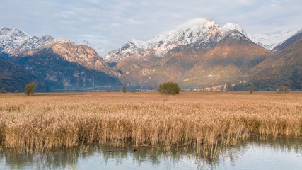 Natural reserve in the Alps. Cane thicket