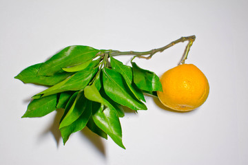 fresh tangerines with green leaves
