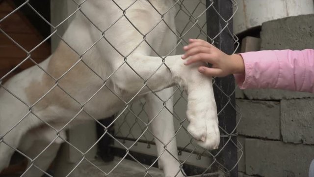 alabai in cage, alabai dog gives paw to people