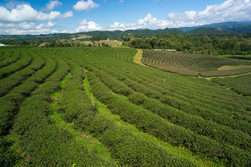 Fototapeta na wymiar Scenery of tea plantation in thailand