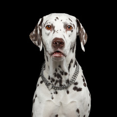 Portrait of Amazement Dalmatian Dog Curious Stare with Humanity eyes on Isolated Black Background