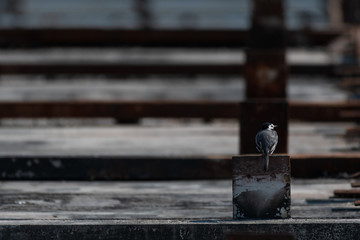 Bachstelze auf Brücke