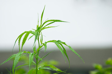 Cannabis seedlings