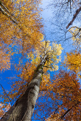 Autumn trees in the forest. Top to bottom view.