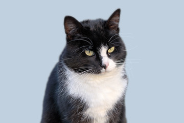 black and white cat isolated on cyan background. Portrait front closeup view of fluffy pet animal. Natural color of cat fur in outdoor flat light