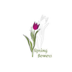 Spring tulip flowers - vector illustration.