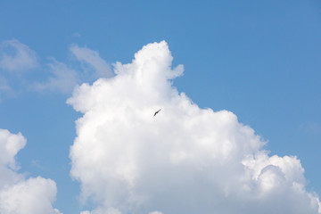 Big birds of prey fly in the sky against the background of clouds