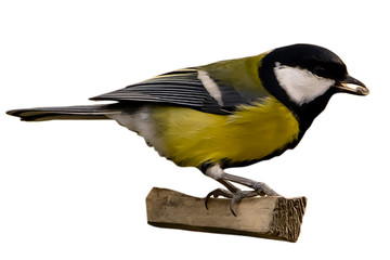 Naklejka premium bird tit on a branch with a seed isolated