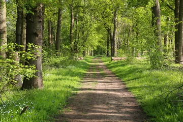 Keuken foto achterwand Bosweg Prachtig pad door een oud bos of bos buiten Guildford, Surrey. VK