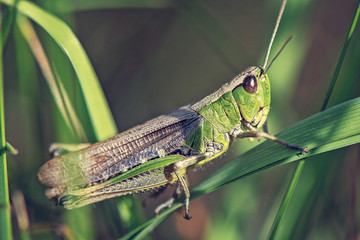Fototapeta grasshoper obraz