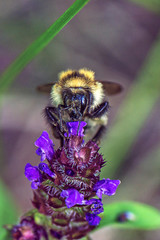 bee on flower